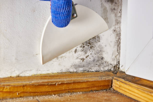 Best Attic Mold Removal  in Cold Spring, NY