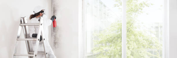 Best Basement Mold Removal  in Cold Spring, NY